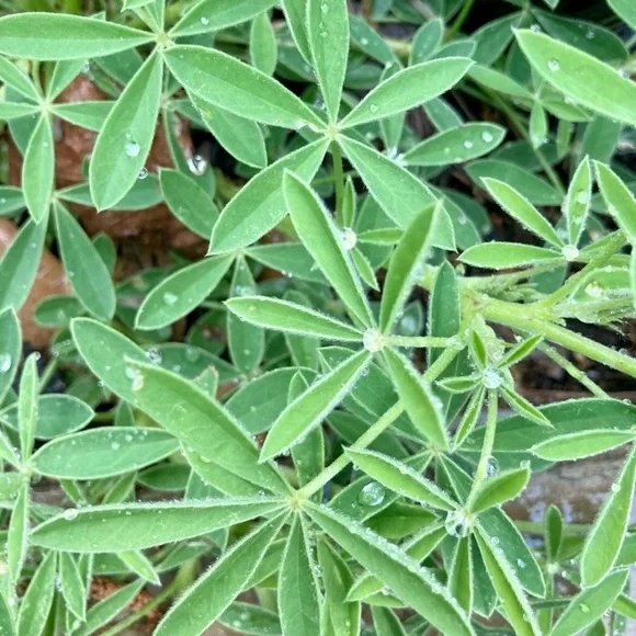 50 Seeds Texas Bluebonnet Wildflower Lupinus texensis Flower Seeds Garden - Picture 3 of 16